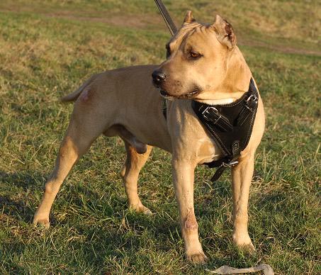 leder
geschirr für Amerikanischen pitbull kaufen